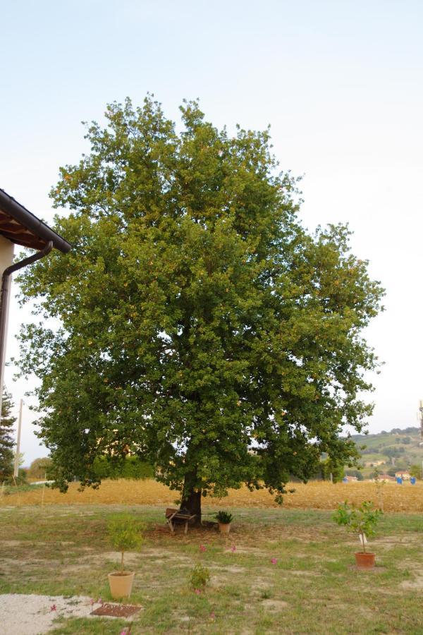 Bed and Breakfast Beb Montefratta Фратта-Терме Экстерьер фото